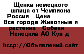Щенки немецкого шпица от Чемпиона России › Цена ­ 50 000 - Все города Животные и растения » Собаки   . Ненецкий АО,Куя д.